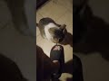 That Funny Looking Dog is Back #pets #pet #cat #ytshorts