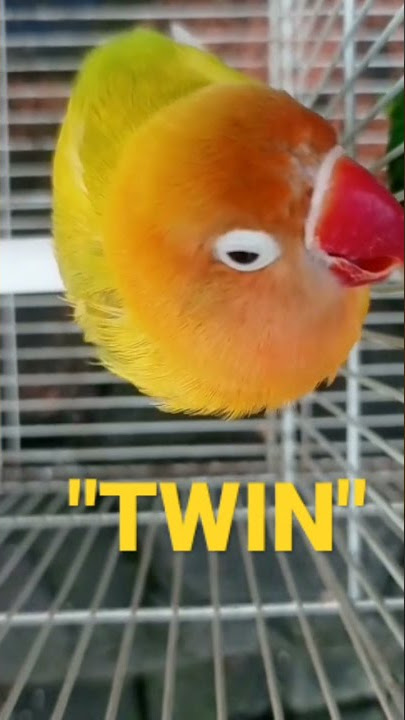 MASTERAN LOVEBIRD BETINA KONSLET NADA ENAK ..MINOR !!!#lovebirdkonslet #lovebirdbetinakonslet