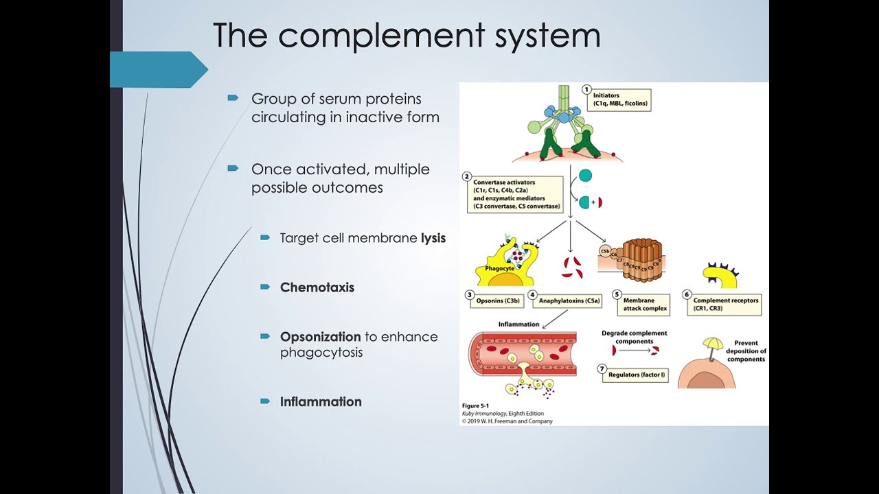 Chapter 5 Complement System - YouTube