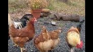 http://www.siphomoganedi.co.za/2013/09/free-chicken-farming-business-plan.html A chicken business plan template that can be 