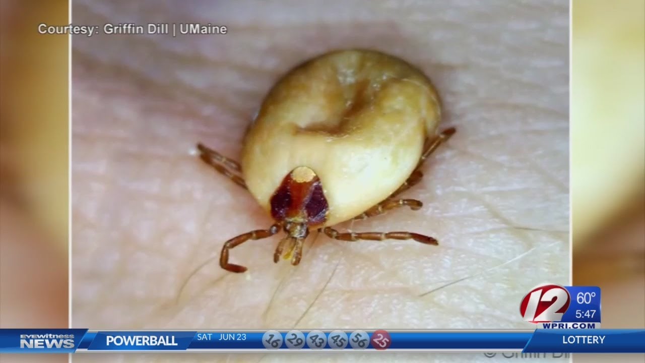 Lone Star Ticks in New England