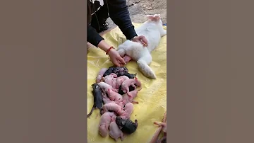 Cute Baby Rabbit Rabbit Khargosh Bunny Shorts 