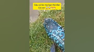 Câu cá lóc mẹ thả bầy cá con #cacconvat #fishing #conca #cancau