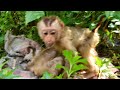 SOVANA AND TORRES ARE ORPHAN AND ABANDON BABY MONKEYS,TORRES WAS CRYING AND SOVANA TAKECARE TO HIM.