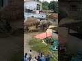 Wild Elephant Attack र तहट म ज गल ह त त आत क Short Elephant Wildelephant Wild Elephant Attack र तहट म ज गल ह त त आत क Short Elephant Wildelephant