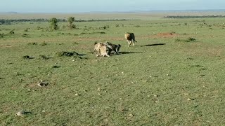 Hyena Steals From Cheetah And Male Lion Steals From Hyena