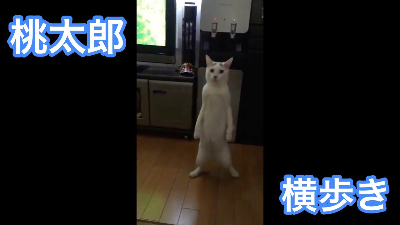 立って横歩きする猫 Youtube