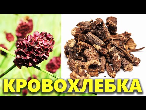 Кровохлебка лекарственная: польза и применение для здоровья