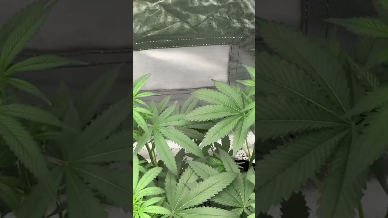 Sincity seeds force flowered from clone, will be pruning and building a scrog net tomorrow.