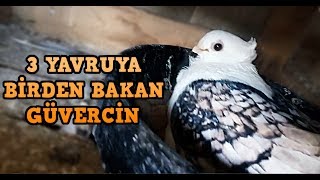 ÜÇ YAVRUYA BİRDEN BAKAN GÜVERCİN !!!