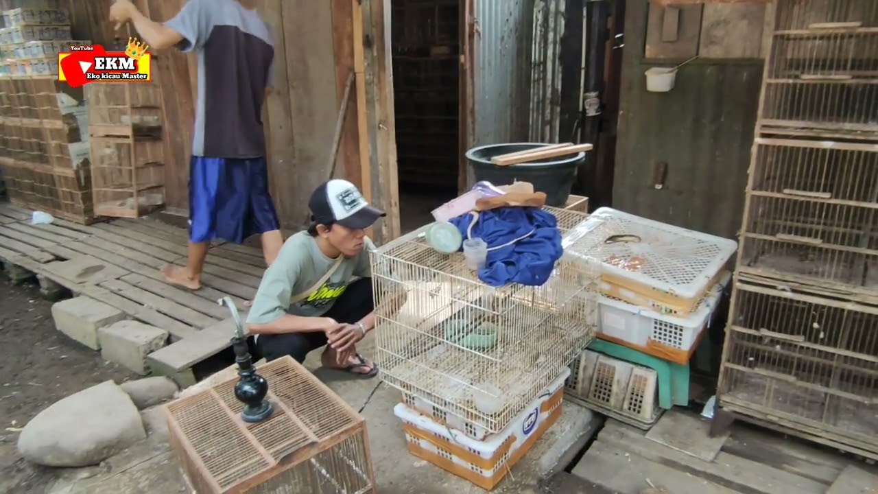 Review stok burung yang ada di kios harga grosir pastiurah 