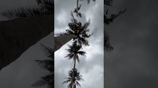 The Clouds, The Coconut Tree clouds coconuttree coconut land nature naturephotography naturel