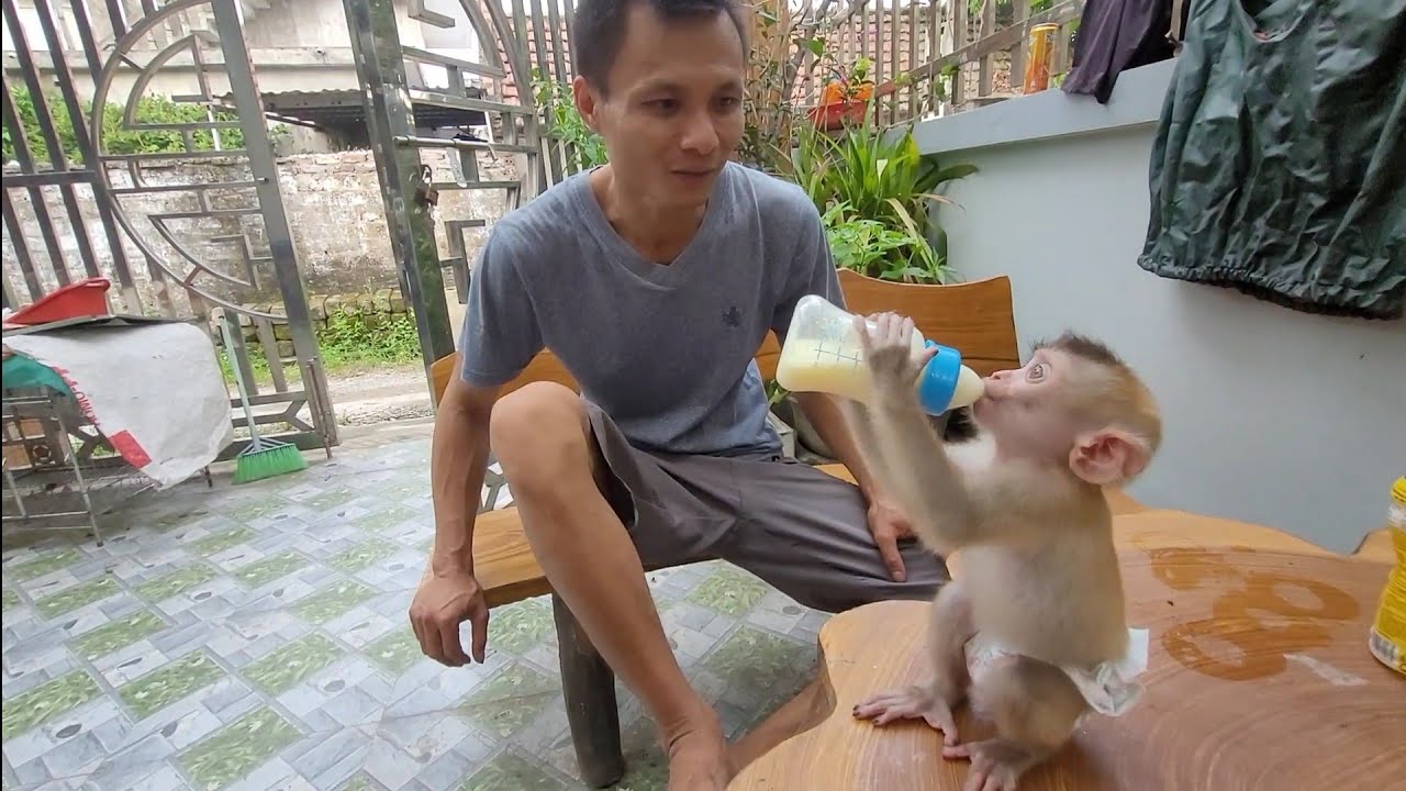 Smart monkey is happy when his owner comes home from work - YouTube
