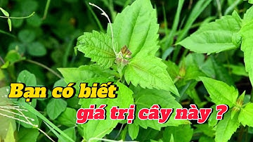 EP 90 : Mọc hoang dại rất nhiều nhưng có ai biết rằng cây này lại chứa nhiều công dụng cực hay.
