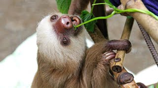 A sloth's search for a mate | Slowest Mammal | Love Nature