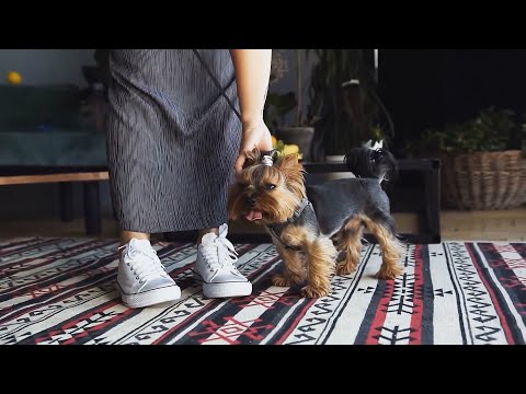 Почему маленькие собаки злые