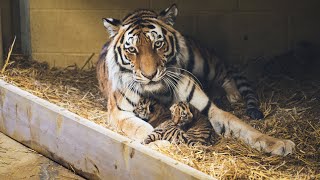 Tiger Cubs Born at Longleat!