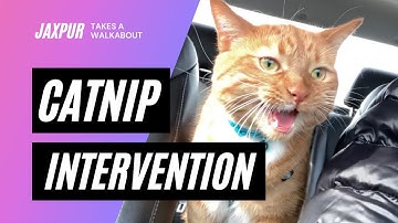 Catnip Intervention Crazy Cat Video