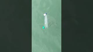 Mancing Belanak Pakai Botol