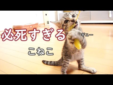 猫じゃらしに必死すぎる子猫が可愛い