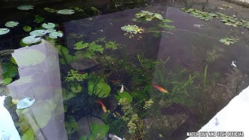 NUÔI CÁ BẢY MÀU, CÁ KIẾM, CÁ MÚN VÀ CÁ BETTA TRONG HỒ XI MĂNG 2020| 2/2