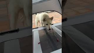 어린이날 복순이 간식 그늘막  선물 #강아지 #동물농장강아지 #funny #애견영상 #shortvideo #cute #진도스키 #거위 #shorts #shorts