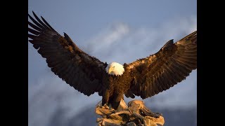 bird flying ground place