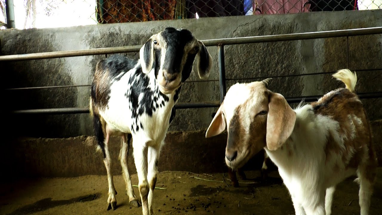 ಕೂಡುಮನೆ ಆಡು - ಕುರಿ ಸಾಕಣೆ - ಶ್ರೀ ಕುಮಾರ ಎಮ್. | Goat & Sheep Rearing By Using Advance Technology