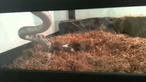 Centralian carpet python