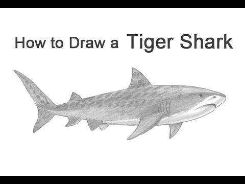 The sand tiger shark (Carcharias taurus), hand drawn doodle, sketch, vector  outline illustration Stock Vector | Adobe Stock