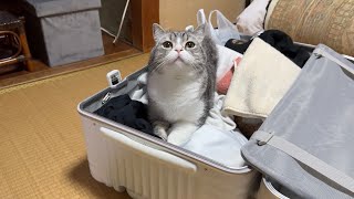 ばあばの家からどうしても帰りたくない猫がこうなっちゃいました…