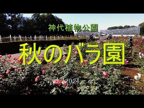 神代植物公園 秋のバラ園 21 Youtube