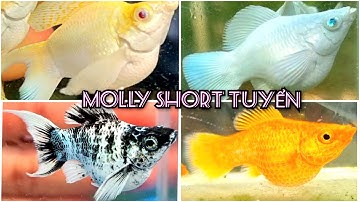 Molly Short Body & Super Short Body – Chuẩn Giống, Cập Nhật Mới Nhất!