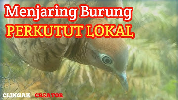 Menjaring Burung Perkutut lokal - Di kebun sawit