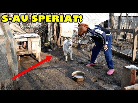 Video: Cum Se Face O Mască De Capră