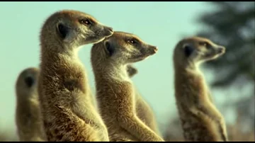 Kalahari Desert Meerkats | Wild Africa | BBC Earth