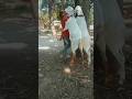 Islami# video #islamic #shor#I love #video# trending #qurbani #short #viral #love #shortvideo #yt 🐐