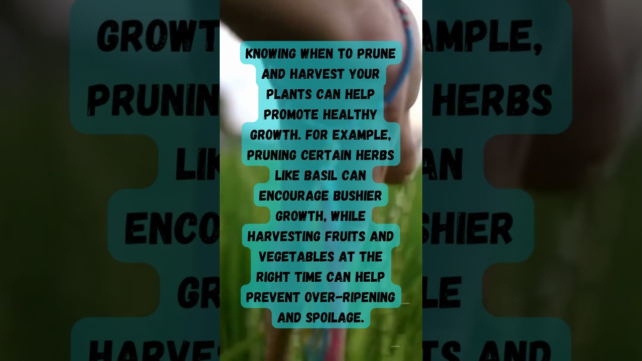 Creating a Medicinal Garden: What You Need to Know