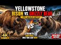 🦬 Bison vs Grizzly Bear | Who Is Stronger? Amazing Wildlife Facts | 4K