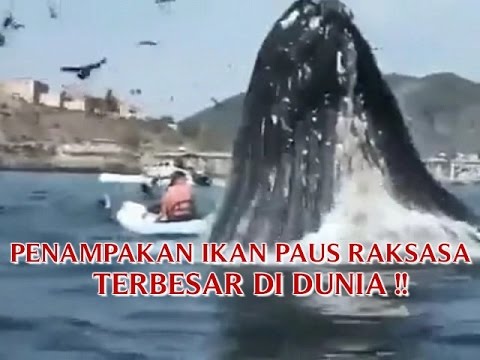 KEJADIAN ANEH TAPI NYATA PENAMPAKAN IKAN PAUS RAKSASA 