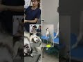 شيء لا يصدق هكذا يصبح شكل كلب الهاسكي عند حلق شعره Shorts 