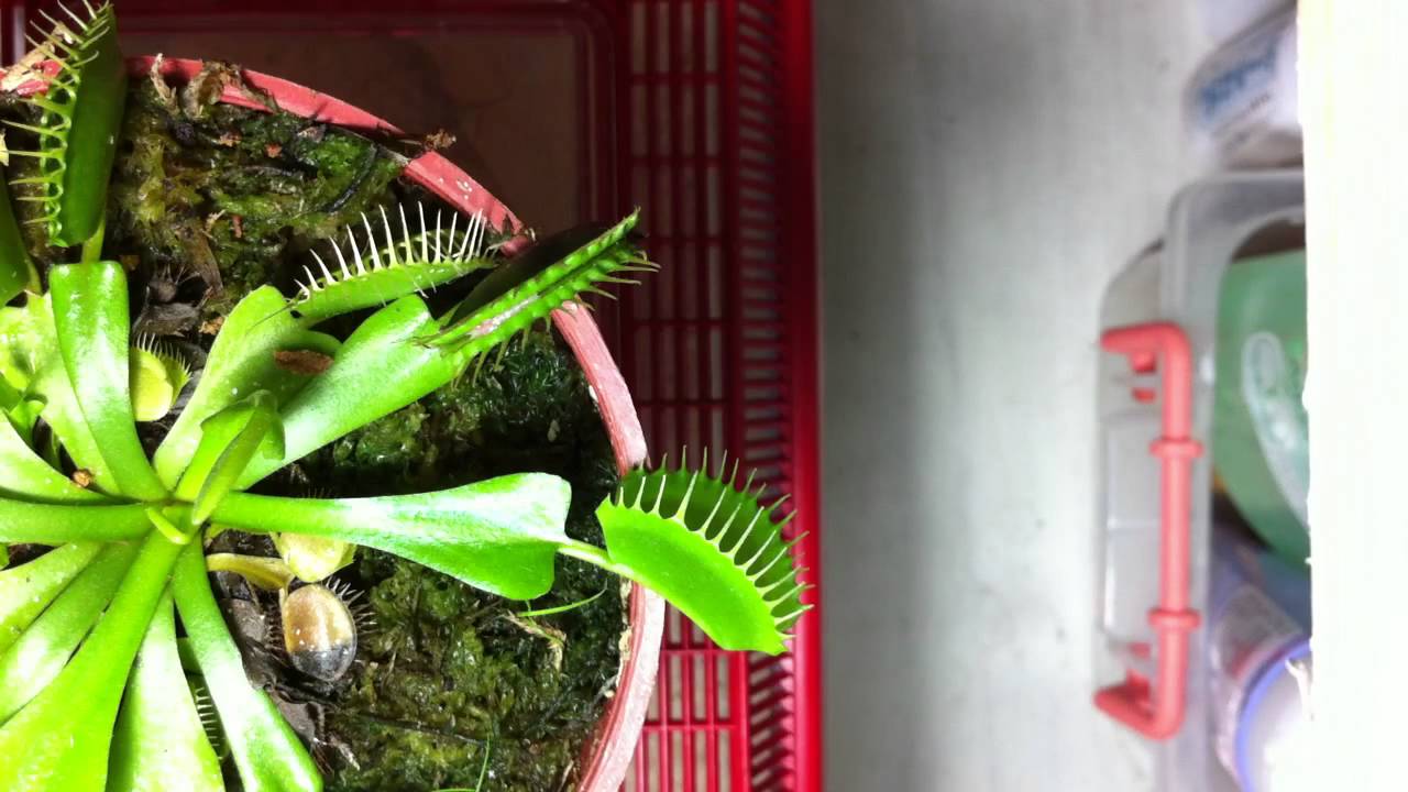 Venus Flytrap Eating Roaches YouTube