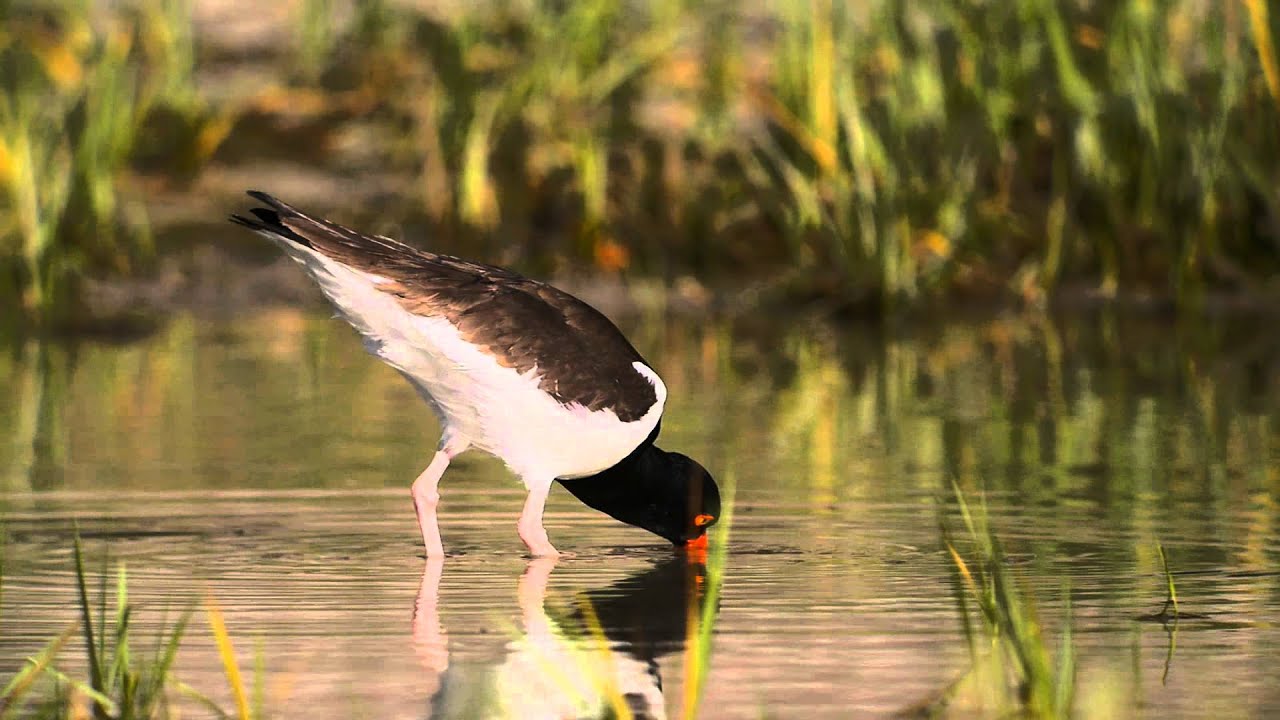P1150063 2012-05-10 American Oystercatcher feeding--watch full screen