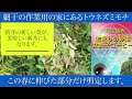 トウネズミモチ女貞子の新茶摘みと、剪定刺激実験。