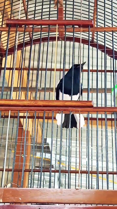 PALING DICARI KICAU MANIA SUARA BURUNG SEPERTI INI PANCINGAN CEPAT NGEPLONG
