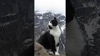 Кошка призрак спасет людей в горах 😱 #shorts