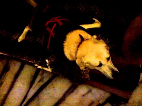 Azlan   the dog singing Jan 8 2012