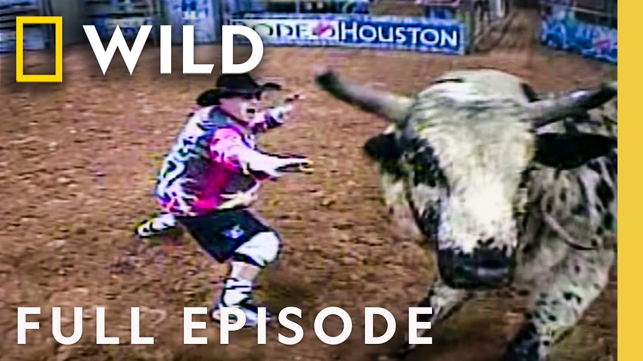 Rodeo Bull Rampage: Full Episode | Animal Fugitives | National Geographic Animals – Documentary