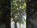 Pleasant surprise while walking through the Centro today! #brasil #brazil #mataatlântica #nature