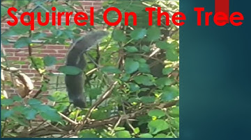 Squirrel  climbing  On the Tree ,eating and Jumping Branch to Branch.